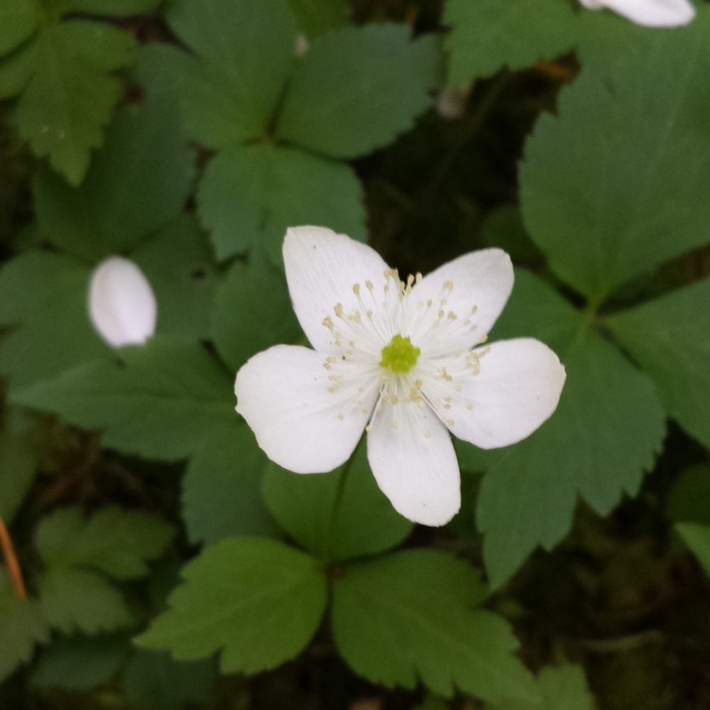 Meet your Posher, Tessa